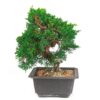 Bonsai 13 anos Juniperus chinensis.jpg