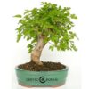 Bonsai 13 anos Morus.jpg