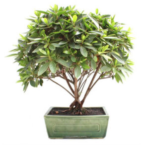 Bonsai 13 anos Rhododendron indicum.jpg