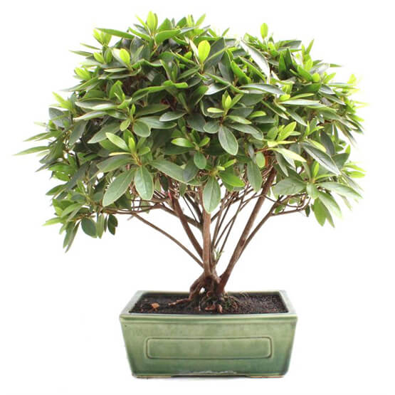 Bonsai 13 anos Rhododendron indicum.jpg