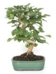 Bonsai 14 anos Ginkgo Biloba .jpg