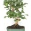 Bonsai 14 anos Ginkgo Biloba .jpg