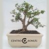 Bonsai 14 anos Ligustrum sp.jpg
