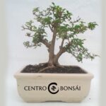 Bonsai 14 anos Ligustrum sp.jpg