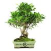 Bonsai 16 anos Ficus retusa.jpg