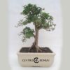 Bonsai 16 anos Ligustrum sp.jpg
