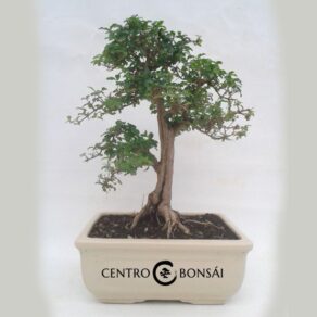 Bonsai 16 anos Ligustrum sp.jpg