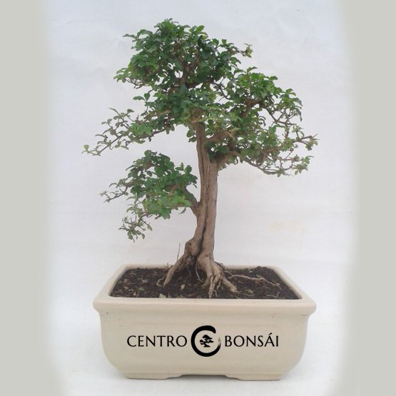Bonsai 16 anos Ligustrum sp.jpg