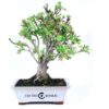 Bonsai 16 anos Malus sp. ZP E.jpg