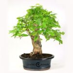 Bonsai 16 anos Morus.jpg