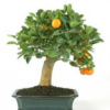 Bonsai 17 anos Citrus.png