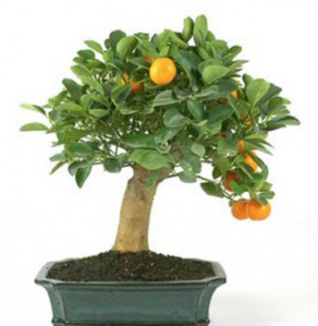 Bonsai 17 anos Citrus.png