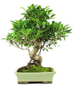 Bonsai 17 anos Ficus Retusa .jpg