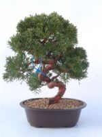 Bonsai 18 anos Juniperus chinensis.jpg