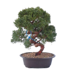 Bonsai 18 anos Juniperus chinensis 2.jpg