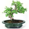 Bonsai 18 anos Malus sp.ZP E.jpg