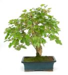 Bonsai 18 anos Morus.jpg