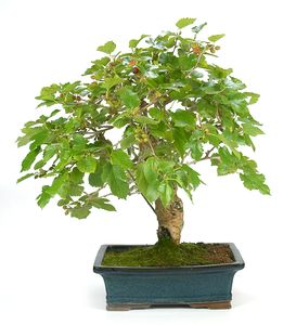 Bonsai 18 anos Morus.jpg