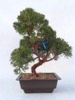Bonsai 19 anos Juniperus chinensis.jpg
