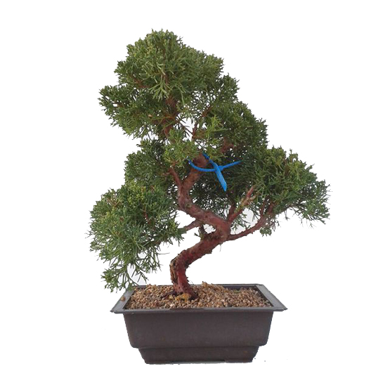 Bonsai 19 anos Juniperus chinensis 2.jpg