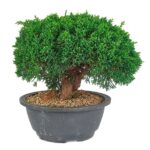 Bonsai 19 anos Juniperus chinensis itoigawa.jpg