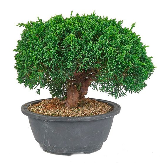 Bonsai 19 anos Juniperus chinensis itoigawa.jpg