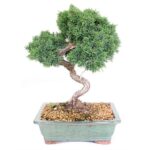 Bonsai 19 anos Juniperus chinensis sp.jpg