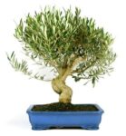 Bonsai 19 anos Olea europaea.jpg