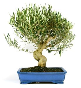 Bonsai 19 anos Olea europaea.jpg