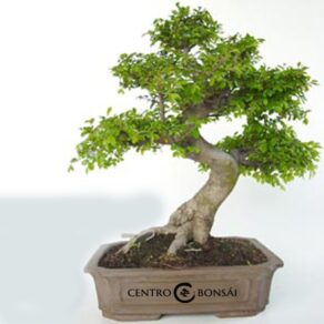 Bonsai 19 anos Zelkova parvifolia.jpg