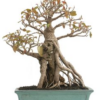 Bonsai 20 anos Ficus retusa.png