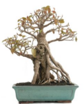 Bonsai 20 anos Ficus retusa.png