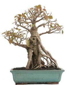 Bonsai 20 anos Ficus retusa.png