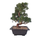 Bonsai 20 anos Juniperus chinensis 2.jpg