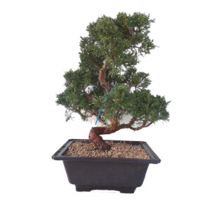 Bonsai 20 anos Juniperus chinensis 2.jpg