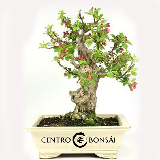 Bonsai 20 anos Malus sp. ZP E.jpg