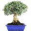 Bonsai 20 anos Olea europaea.jpg