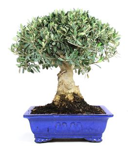 Bonsai 20 anos Olea europaea.jpg