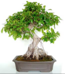 Bonsai 21 anos Ficus retusa.png