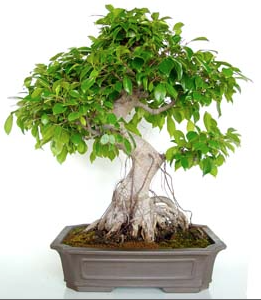 Bonsai 21 anos Ficus retusa.png