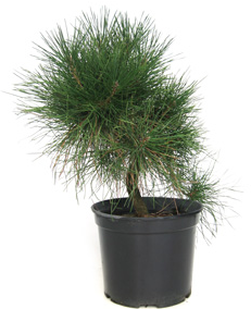 Bonsai 21 anos Pinus thunbergii.png Bonsai 21 anos Pinus thunbergii.png