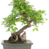 Bonsai 22 anos Zelkova parvifolia.png