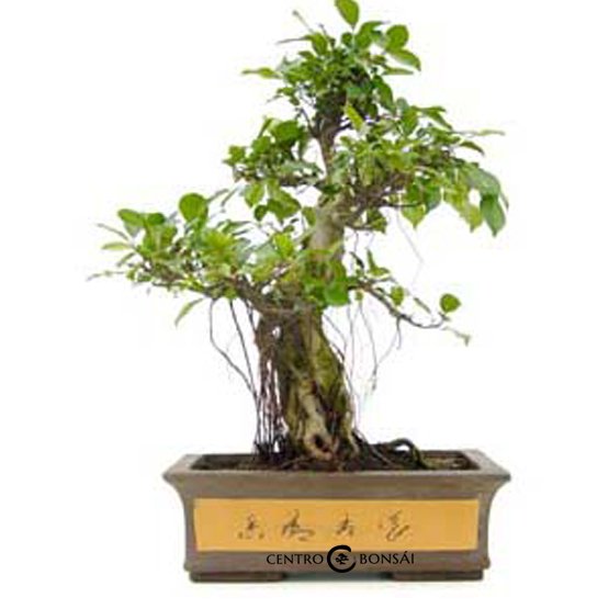 Bonsai 23 anos Ficus Retusa.jpg