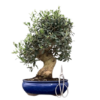 Bonsai 23 anos Olea europaea sylvestris.png