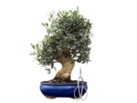 Bonsai 23 anos Olea europaea sylvestris.png