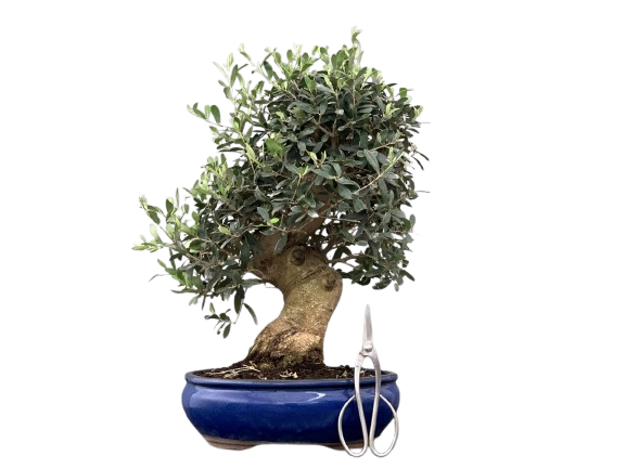 Bonsai 23 anos Olea europaea sylvestris.png