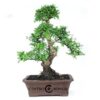 Bonsai 24 anos Carmona.jpg