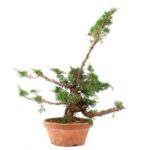 Bonsai 24 anos Juniperus chinensis itoigawa.jpg