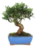 Bonsai 25 anos Olea europaea.png