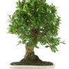 Bonsai 26 anos Juniperus chinensis.png